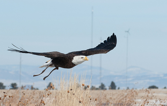 Spirit, Auburn’s bald eagle, is in Colorado this week to participate in research training with the U.S. Department of Energy’s National Renewable Energy Laboratory.