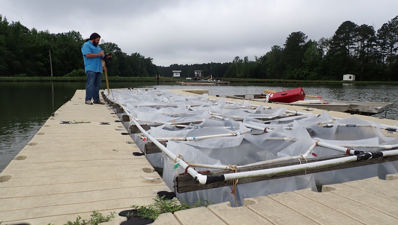 Alan Wilson conducts research on algal blooms at a lake in the Auburn area.