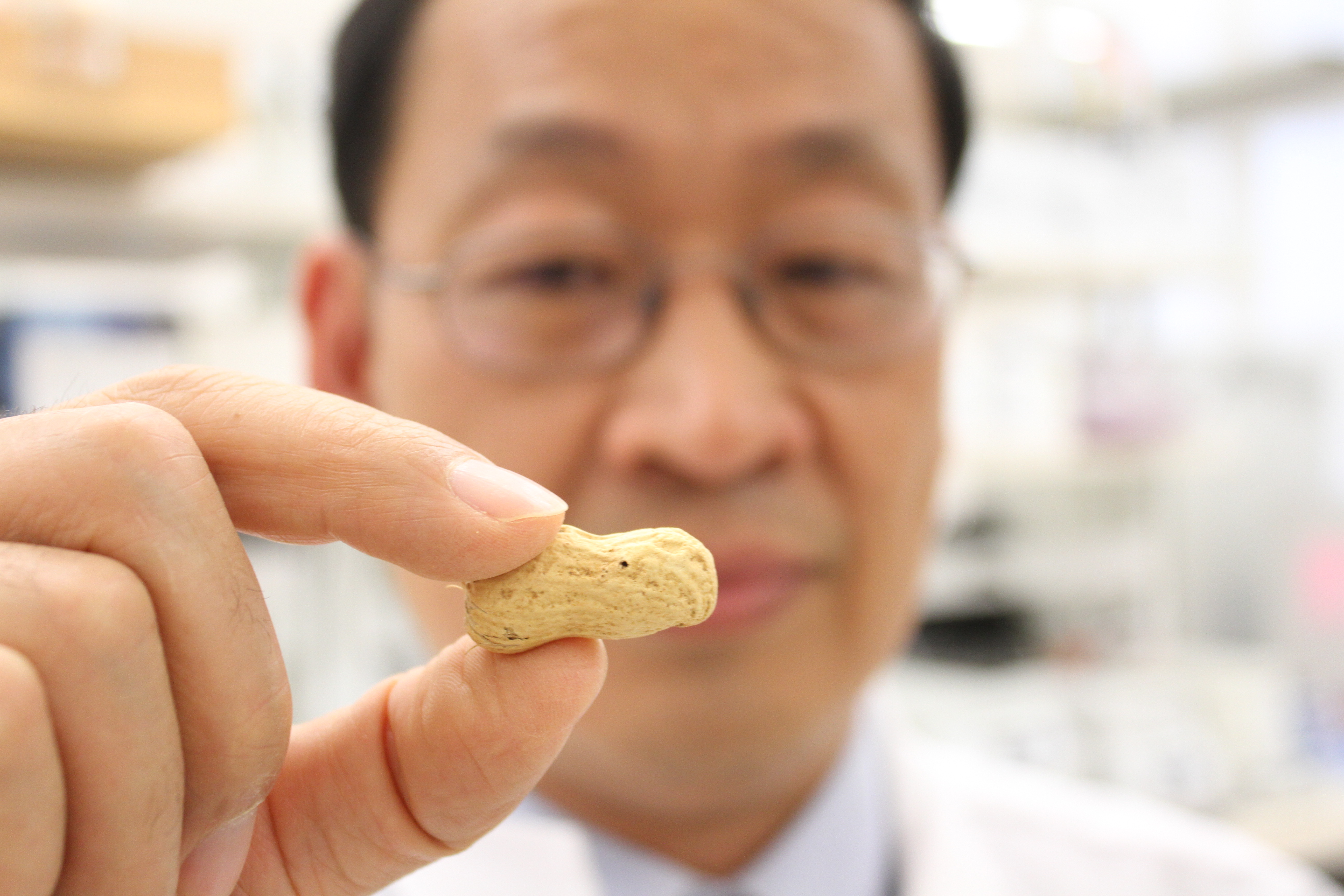 Dr. Charles Chen, professor of peanut breeding and genetics, displays the new peanut variety AU-NPL 17.
