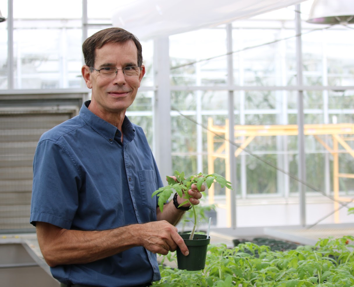 Dr. Joseph Kleopper, professor of plant pathology, holds a plant in a greenhouse.