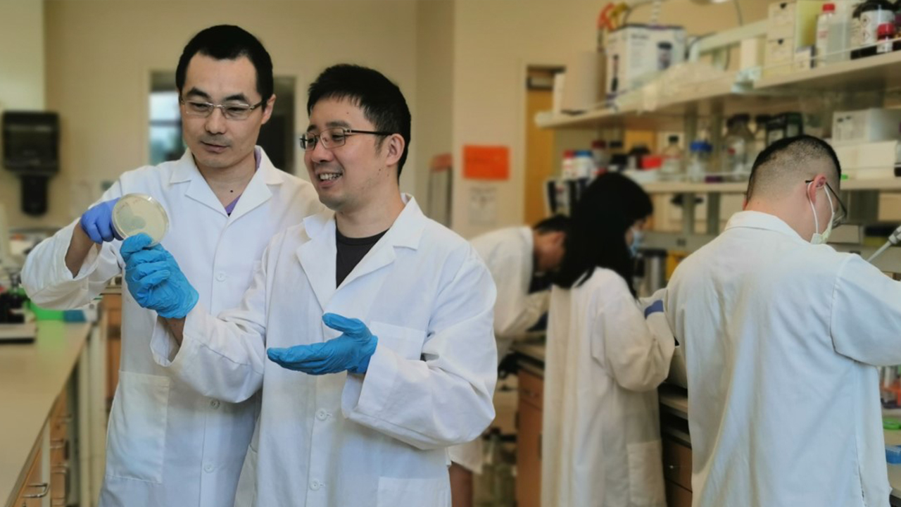 Yi Wang (left), associate professor in the Department of Biosystems Engineering, works with post-doc Yuechao Ma in the lab. 