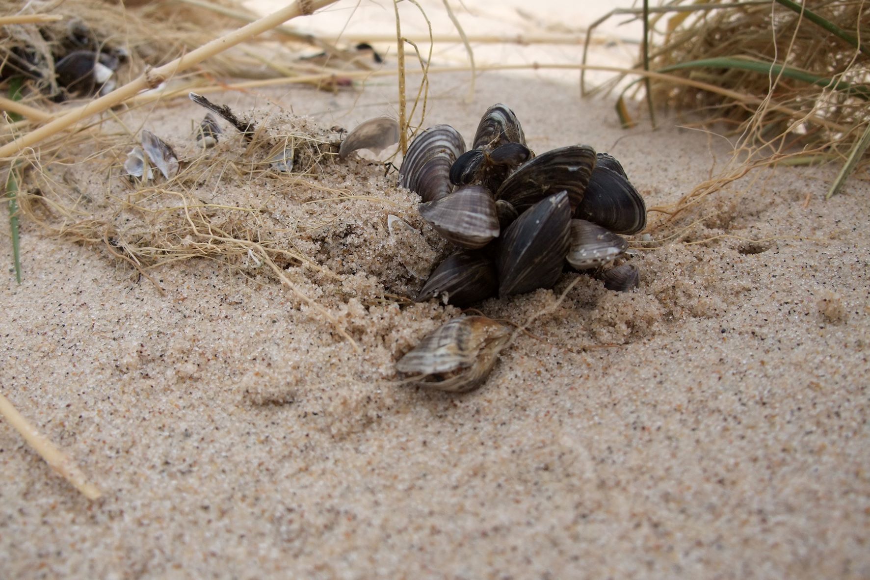 zebra mussels along the Lake Michigan shoreline