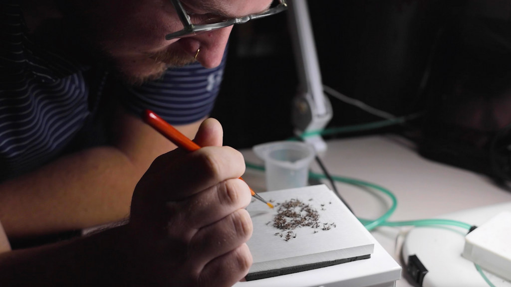 John Beckmann, Auburn University assistant professor of entomology and plant pathology, examines mosquitos.