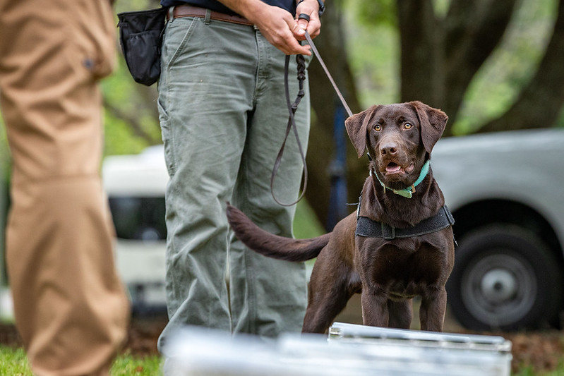 A dog is trained outdoors as part of the Detection Canine Sciences, Innovation, Technology and Education (DCSITE) program.