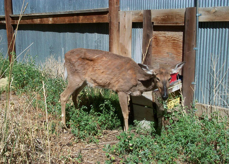 deer with chronic wasting disease