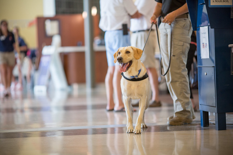 Vapor Wake dog in a crowd of people indoors