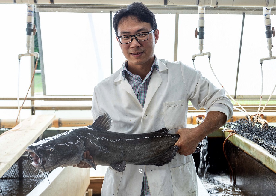 Auburn University postdoctoral student Baofeng Su holds a blue catfish.