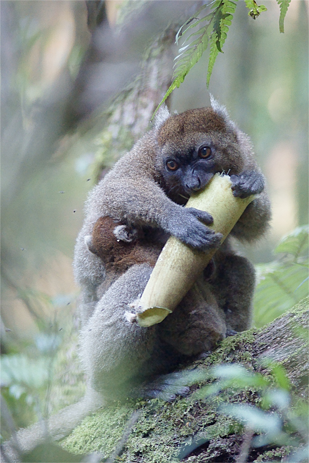 A greater bamboo lemur eats the tough culm (trunk) of bamboo.
