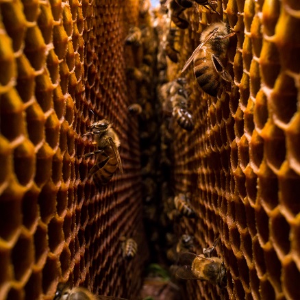 honeybees in nest (photo by Peter R. Marting)