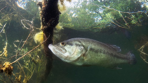 largemouth bass underwater